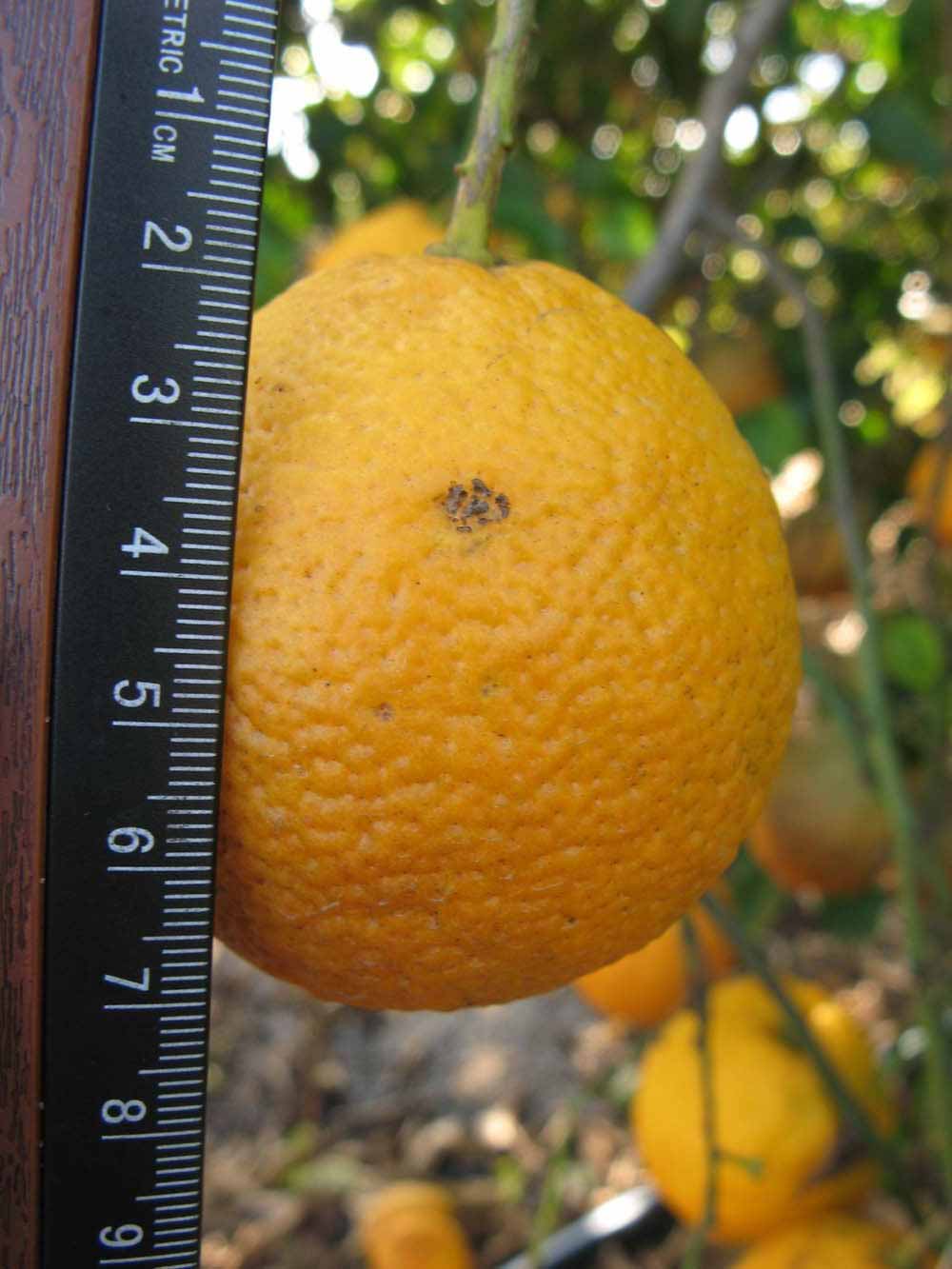            Fruit (Vangasay, Winter Haven, FL)   